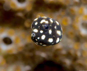 Shell and pea game by John Roach 